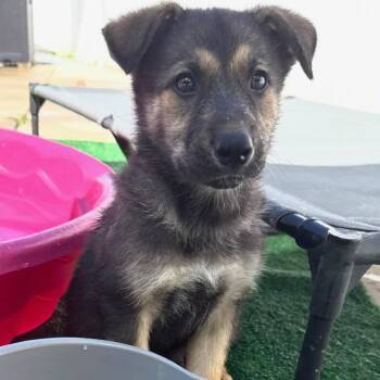 German Shepherd Dog Dogs Available for Adoption in Myrtle Beach, South Carolina - Chonk | PetCurious