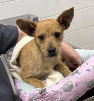 Wheat Thin -  Terrier and Mixed Breed Dog for Adoption in Kansas City, Missouri - Wheat Thin | PetCurious