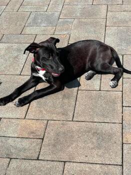 Orchid -  Labrador Retriever Dog for Adoption in Valley Stream, New York - Orchid | PetCurious