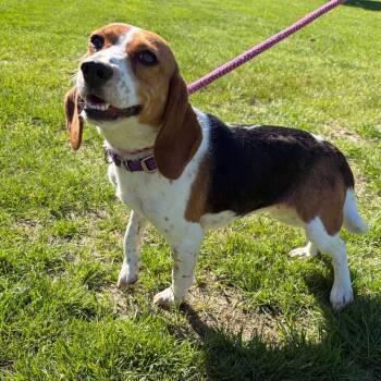 Beagle Dogs Available for Adoption in Morristown, Vermont - May | PetCurious