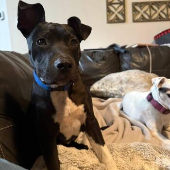 Rescue Labrador Retriever Dogs for Adoption in Saint George, Vermont - Cowboy | PetCurious