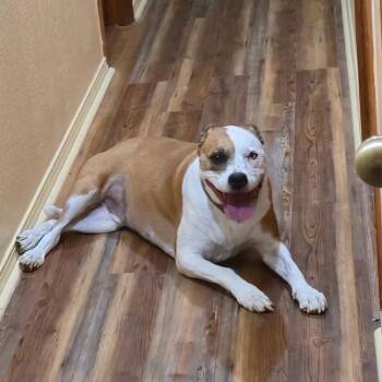 Rescue Pit Bull Terrier Dogs for Adoption in Wadena, Minnesota - Levi | PetCurious