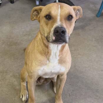 Bruno -  Hound and Labrador Retriever Dog Available for Adoption in Sparta, Wisconsin - Bruno | PetCurious