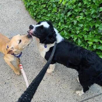 Collie and Spaniel Dogs Available for Adoption in Potomac, Maryland - Beau | PetCurious