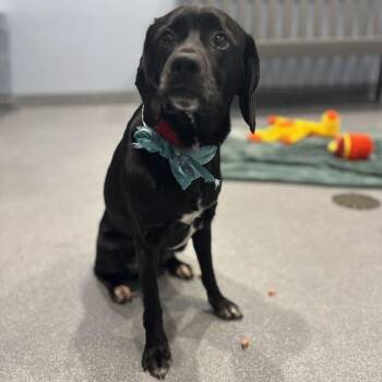 Bub -  Mixed Breed Dog for Adoption in Canal Winchester, Ohio - Bub | PetCurious