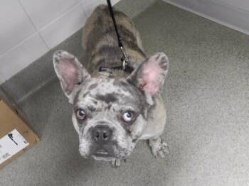 SILAS -  French Bulldog and Mixed Breed Dog for Adoption in Omaha, Nebraska - SILAS | PetCurious