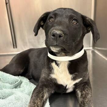 PUPPY 5 -  Labrador Retriever and Mixed Breed Dog for Adoption in Rancho Cucamonga, California - PUPPY 5 | PetCurious