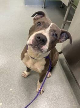 Rescue Pit Bull Terrier and Mixed Breed Dogs for Adoption in Longview, Texas - Arthur | PetCurious