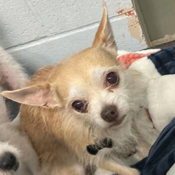 Chihuahua Dogs Available for Adoption - Whiskey | PetCurious