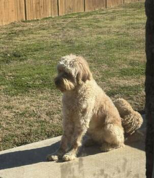 Molly -  Goldendoodle Dog for Adoption in Eatontown, New Jersey - Molly | PetCurious