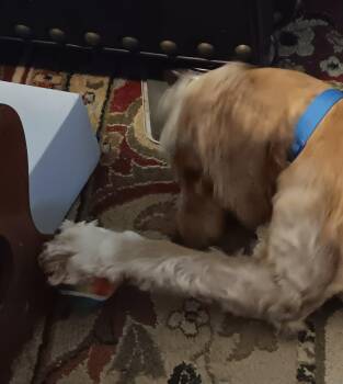 Charlie -  Cocker Spaniel Dog for Adoption in Garland, Texas - Charlie | PetCurious