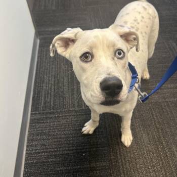 Siberian Husky and Labrador Retriever Dogs Available for Adoption - Kira | PetCurious