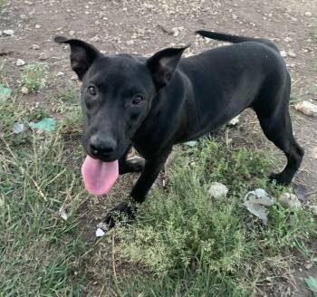 Rescue American Staffordshire Terrier Dogs for Adoption in Beeville, Texas - Skeeter | PetCurious