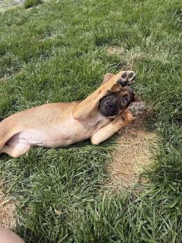 Sage -  Labrador Retriever Dog for Adoption in Colorado Springs, Colorado - Sage | PetCurious
