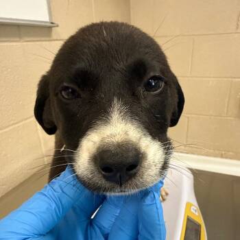 Toad -  Labrador Retriever and Shepherd Dog for Adoption in Troy, Virginia - Toad | PetCurious