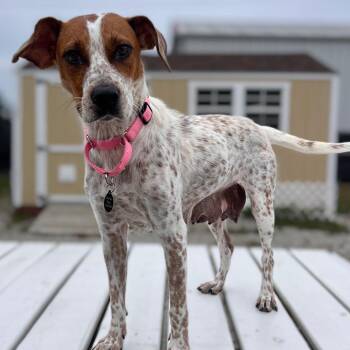 Darby/ Mom -  Cattle Dog and Mixed Breed Dog for Adoption in St. Peters, Missouri - Darby/ Mom | PetCurious