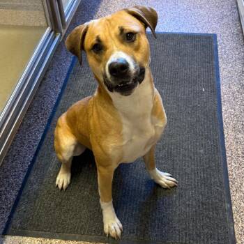 Brutus D26-015 -  Pit Bull Terrier Dog for Adoption in Elbow Lake, Minnesota - Brutus D26-015 | PetCurious
