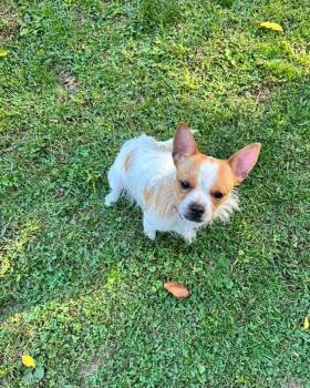 Carlos -  Chihuahua and Jack Russell Terrier Dog for Adoption in Winchester, Connecticut - Carlos | PetCurious