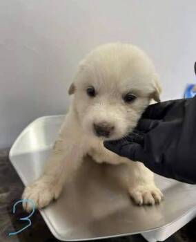 Addison Pups: Annie -  Great Pyrenees Dog for Adoption in Dallas, Texas - Addison Pups: Annie | PetCurious