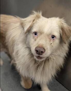 Australian Shepherd Dogs Available for Adoption in Dalworthington Gardens, Texas - Georgia / Falcore | PetCurious