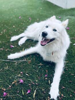 Husky Dogs Available for Adoption in Pflugerville, Texas - Gaia | PetCurious