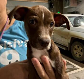 DALTON -  Pit Bull Terrier and Chihuahua Dog for Adoption in Colorado Springs, Colorado - DALTON | PetCurious