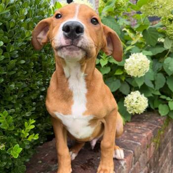 Ronaldo -  Mixed Breed Dog for Adoption in Brownsboro, Alabama - Ronaldo | PetCurious