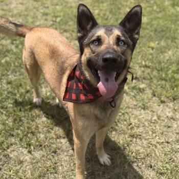 Duke -  Mixed Breed Dog for Adoption in Springboro, Ohio - Duke | PetCurious