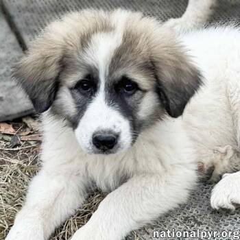 Rescue Great Pyrenees Dogs for Adoption in Beacon, New York - Leire In OH - Has Boundless Enthusiasm! | PetCurious