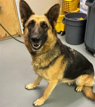 Valkyrie -  German Shepherd Dog Dog for Adoption in Phoenix, Oregon - Valkyrie | PetCurious