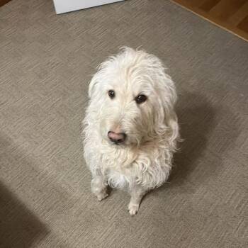 Hulu -  Poodle and Yellow Labrador Retriever Dog for Adoption - Hulu | PetCurious