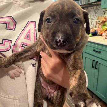 Georgina -  German Shepherd Dog and Cattle Dog Dog for Adoption in Austin, Texas - Georgina | PetCurious