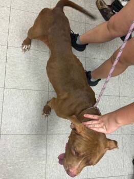 Sesame -  Pit Bull Terrier Dog for Adoption in Sorrento, Louisiana - Sesame | PetCurious