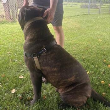 Hop -  Cane Corso Dog for Adoption in Mooresville, Indiana - Hop | PetCurious