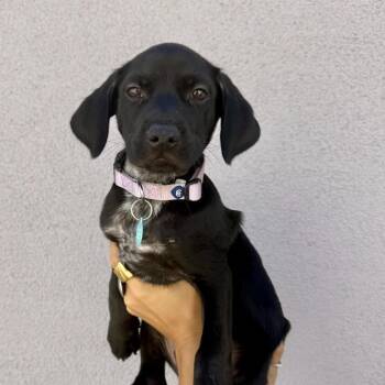 Rovie -  Labrador Retriever and Cocker Spaniel Dog for Adoption in Los Angeles, California - Rovie | PetCurious
