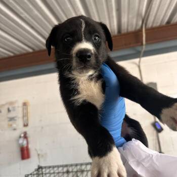 Mowgli -  Shepherd and Mixed Breed Dog for Adoption in Edinburg, Texas - Mowgli | PetCurious