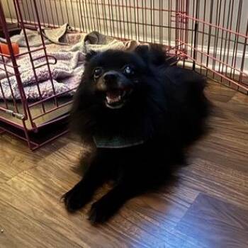 Blair -  Pomeranian Dog for Adoption in Philadelphia, Pennsylvania - Blair | PetCurious