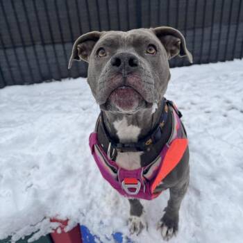 Greta -  Pit Bull Terrier Dog for Adoption in Lynchburg, Virginia - Greta | PetCurious
