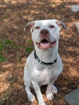 Stanley -  American Bulldog and Labrador Retriever Dog for Adoption in Mooresville, North Carolina - Stanley | PetCurious