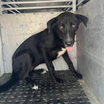 Karen -  Black Labrador Retriever Dog for Adoption in Edinburg, Texas - Karen | PetCurious