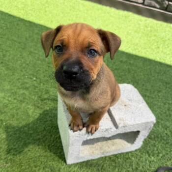 Peeter 9768 -  Mixed Breed Dog for Adoption in Loxahatchee Groves, Florida - Peeter 9768 | PetCurious