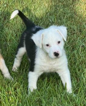 Moon -  Pit Bull Terrier Dog for Adoption in Meridian, Mississippi - Moon | PetCurious