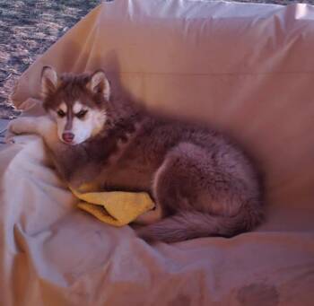 Rescue Siberian Husky Dogs for Adoption in Phoenix, Arizona - Yelena | PetCurious