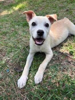 Labrador Retriever and Chihuahua Dogs Available for Adoption in Watertown, Connecticut - Molly P. | PetCurious