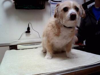 MAXX -  Terrier Dog Available for Adoption in Martinez, California - MAXX | PetCurious