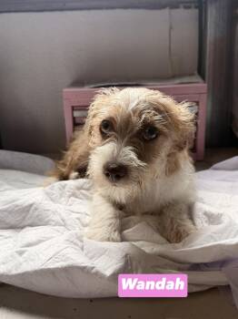 Wandah -  Wirehaired Dachshund Dog for Adoption in Semmes, Alabama - Wandah | PetCurious
