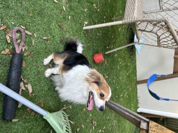 Mochi -  Chihuahua and Papillon Dog for Adoption in Parrish, Florida - Mochi | PetCurious