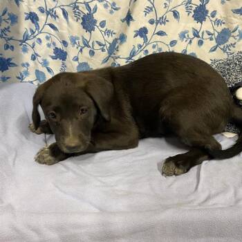 SKYLAR -  Great Pyrenees and Border Collie Dog for Adoption in Modesto, California - SKYLAR | PetCurious