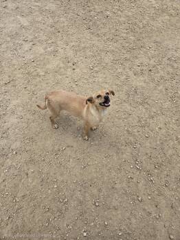 Vanilla -  Terrier and Dachshund Dog for Adoption in Maquoketa, Iowa - Vanilla | PetCurious