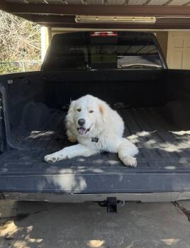 Bailey -  Great Pyrenees Dog for Adoption in Garland, Texas - Bailey | PetCurious